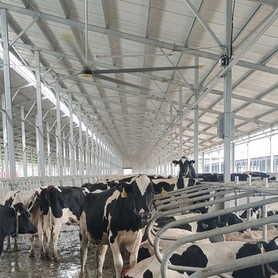 Giá tốt. 6.1m 20FT quạt trần công nghiệp với 6Pcs nhôm magiê hợp kim lưỡi và bền trực tuyến